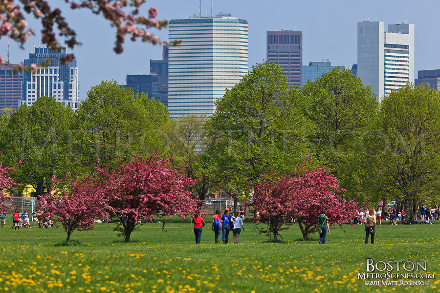 Boston skyline with pink blooms