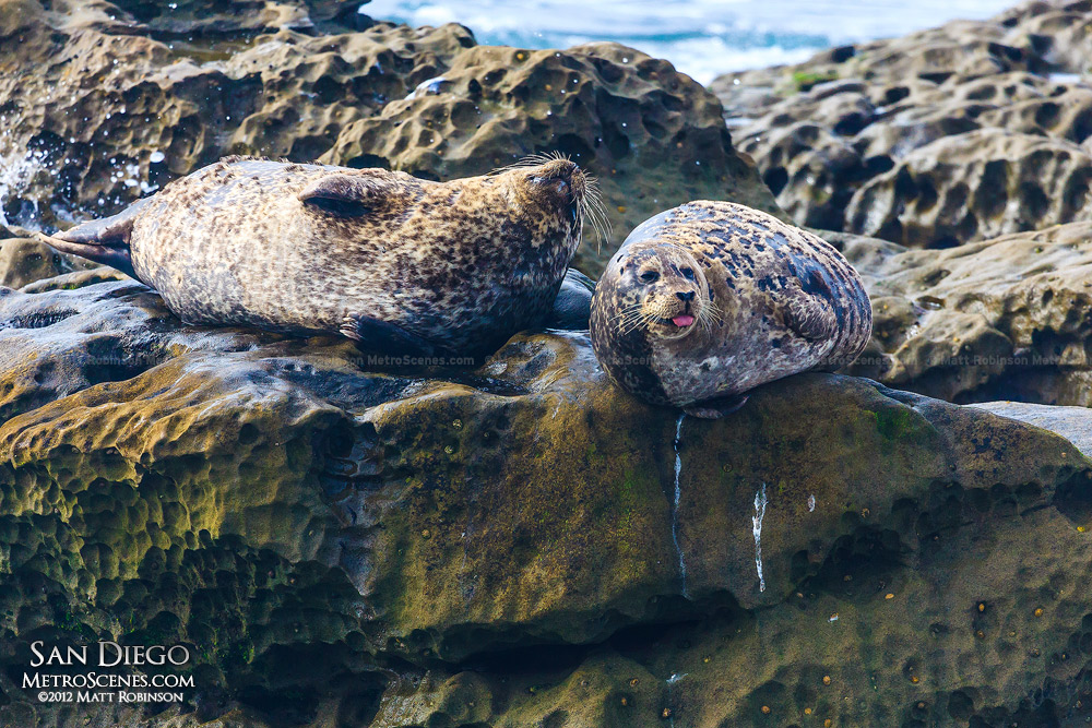 Seals resting in La Jolla cove