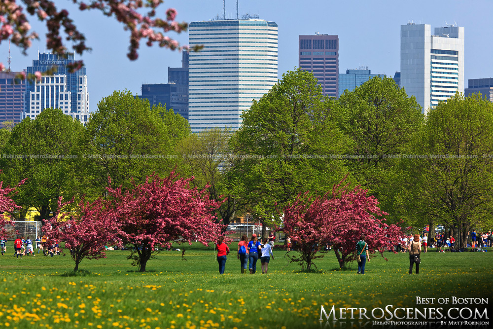 Boston skyline with pink blooms