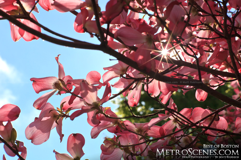 Sun peeks through pink blooms at Mt. Auburn Cemetery