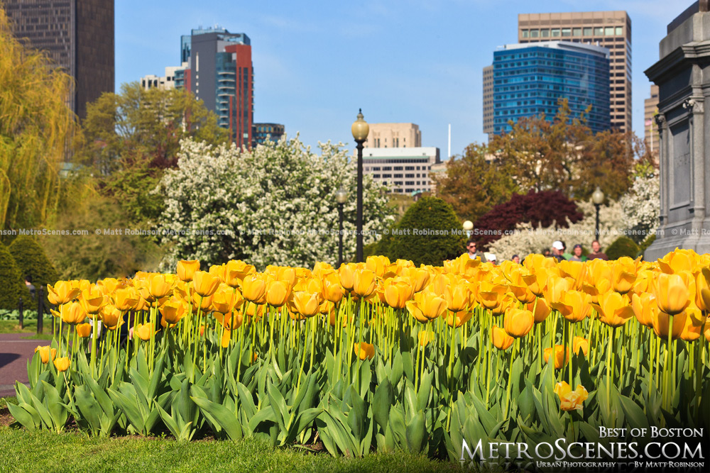  Yellow Tulips blooming in the Public Garden