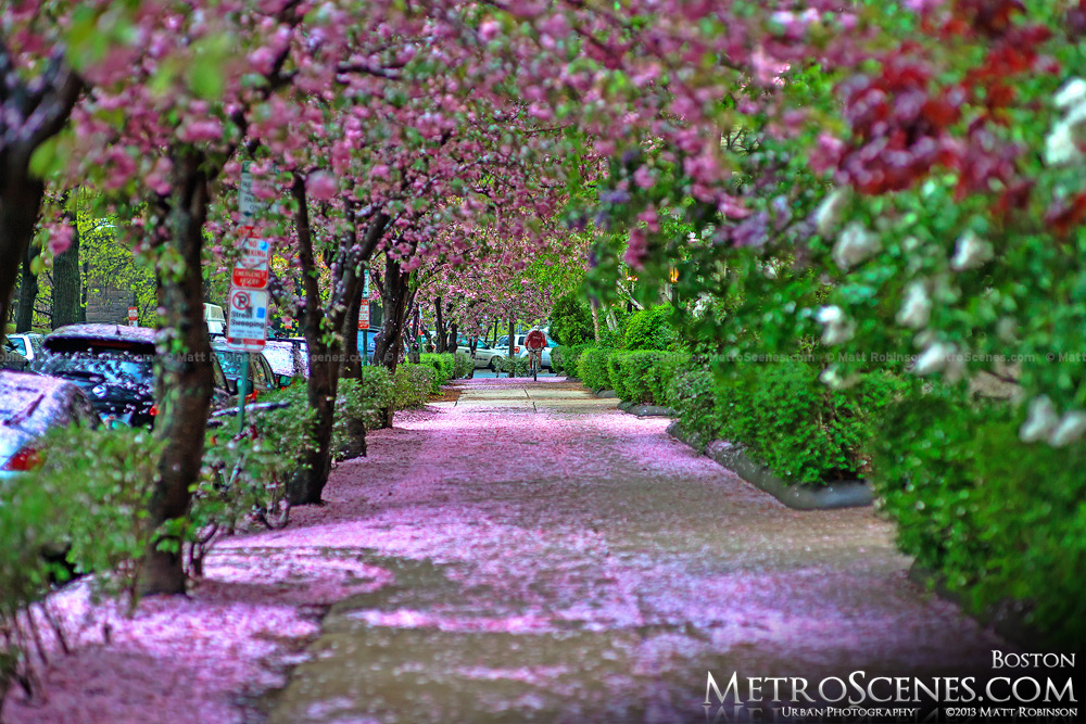 Springtime in Boston after a rain shower