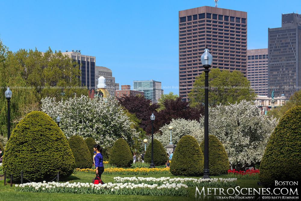 Flowering Boston Public Garden in the spring