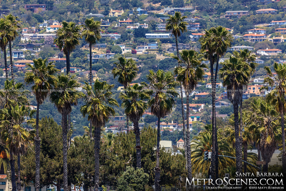 Santa Barbara Palm Trees