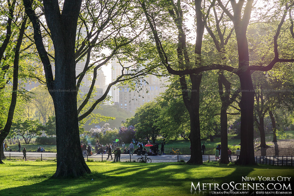 Elm trees in Central Park