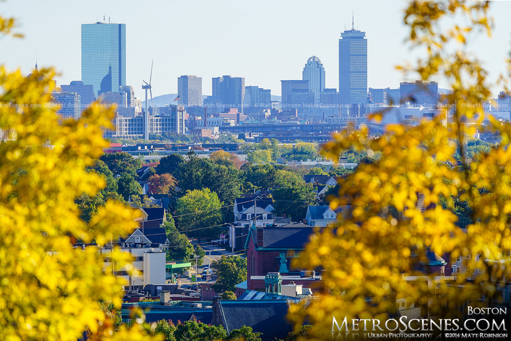 Yellow Leaves with Boston Skyline