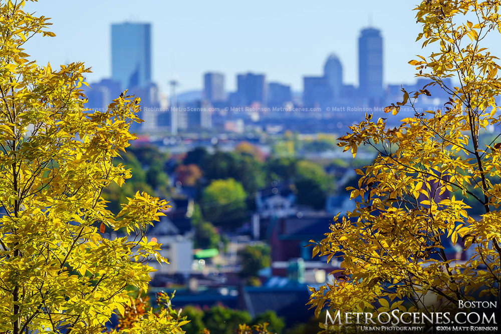 Yellow Leaves with Boston Skyline