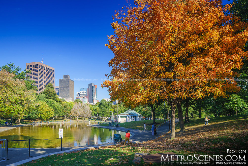 Brilliant Orange tree in the fall with Boston Frog Pond