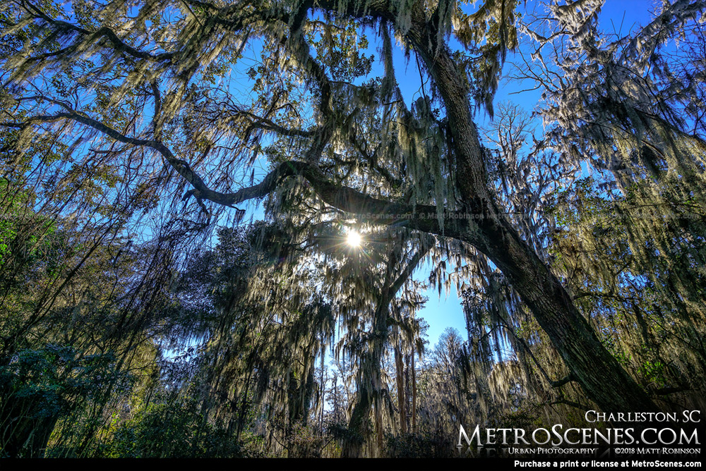 Spanish Moss hanging from trees