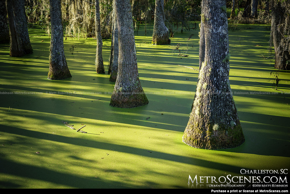 Green Swamp