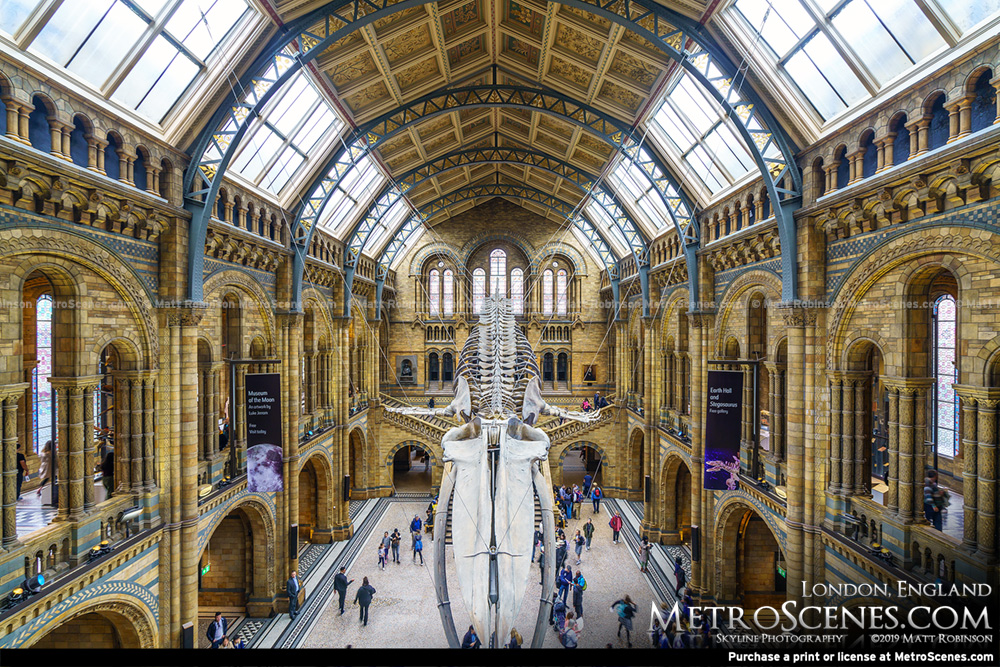 Whale Skeleton and London Natural History Museum