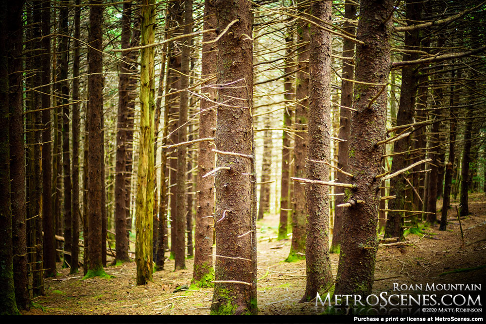 Roan Mountain Pine trees along the Appalachian Trail